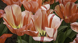 Red and Pink Tulips